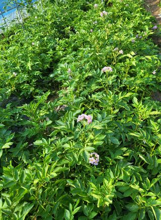 안숙현님의 금쪽같은 내 작물 자랑하기 · 참여 작성글 사진
