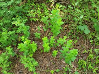 박헌님의 금쪽같은 내 작물 자랑하기 · 참여 작성글 사진