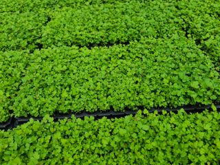 홍천산채농원님의 농자재정보 · 제품정보 작성글 사진