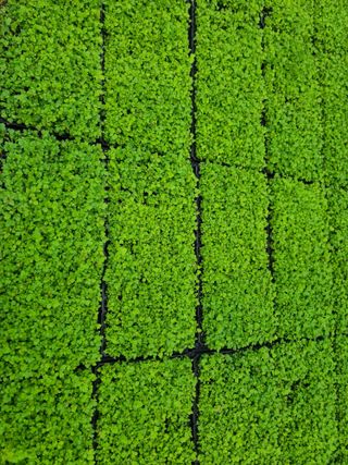 홍천산채농원님의 농자재정보 · 제품정보 작성글 사진