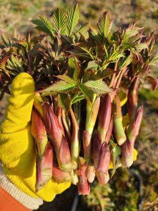 홍천산채농원님의 농자재정보 · 제품정보 작성글 사진