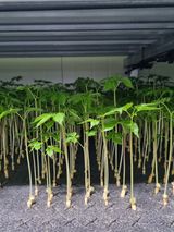 팜모닝 금쪽같은 내 작물 자랑하기·참여 게시글 이미지