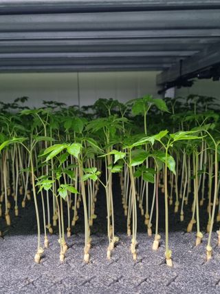 새싹인삼 우정애님의 금쪽같은 내 작물 자랑하기 · 참여 작성글 사진