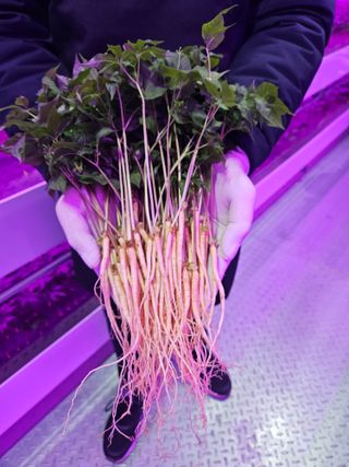 새싹인삼 우정애님의 금쪽같은 내 작물 자랑하기 · 참여 작성글 사진