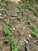 팜모닝 금쪽같은 내 작물 자랑하기·참여 게시글 이미지