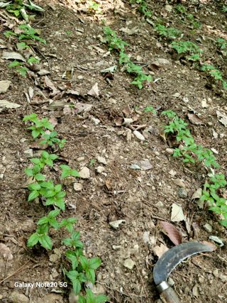 한양희님의 금쪽같은 내 작물 자랑하기 · 참여 작성글 사진