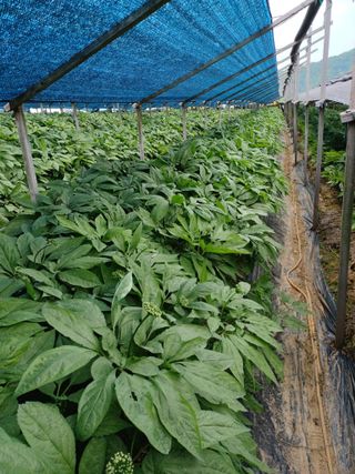 전병삼님의 금쪽같은 내 작물 자랑하기 · 참여 작성글 사진