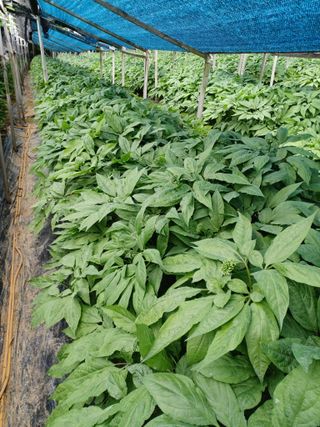 전병삼님의 금쪽같은 내 작물 자랑하기 · 참여 작성글 사진