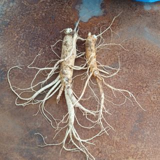 전병삼님의 금쪽같은 내 작물 자랑하기 · 참여 작성글 사진