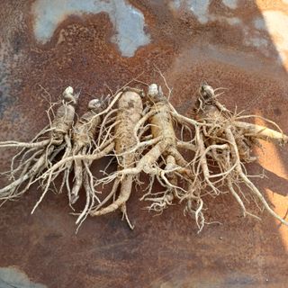 전병삼님의 금쪽같은 내 작물 자랑하기 · 참여 작성글 사진