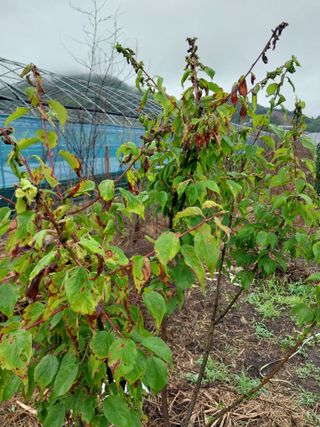 고두윤님의 매실 · 병해충상담 작성글 사진