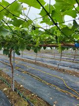 팜모닝 금쪽같은 내 작물 자랑하기·참여 게시글 이미지