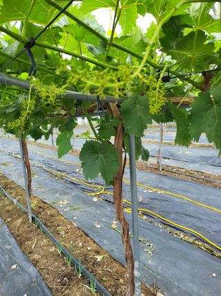 오준석님의 금쪽같은 내 작물 자랑하기 · 참여 작성글 사진