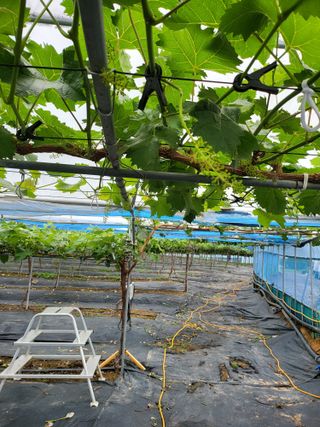 오준석님의 금쪽같은 내 작물 자랑하기 · 참여 작성글 사진