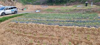김태성님의 금쪽같은 내 작물 자랑하기 · 참여 작성글 사진