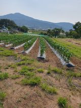 팜모닝 금쪽같은 내 작물 자랑하기·참여 게시글 이미지