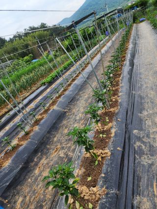 서확수님의 금쪽같은 내 작물 자랑하기 · 참여 작성글 사진