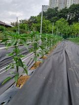 팜모닝 금쪽같은 내 작물 자랑하기·참여 게시글 이미지