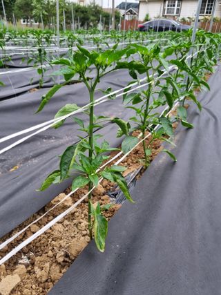 한백농장님의 금쪽같은 내 작물 자랑하기 · 참여 작성글 사진