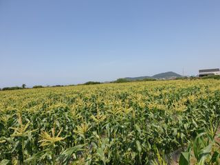 김성숙님의 옥수수 · 자유게시판 작성글 사진