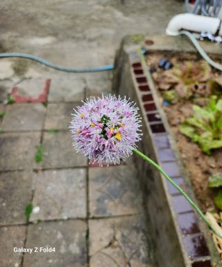 안석철님의 금쪽같은 내 작물 자랑하기 · 참여 작성글 사진