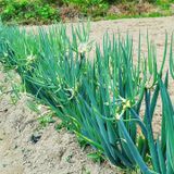 팜모닝 파·자유게시판 게시글 이미지