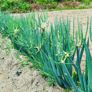 알 수 없음님의 파 · 자유게시판 작성글 사진