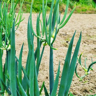 알 수 없음님의 파 · 자유게시판 작성글 사진