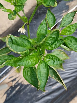 여규엽님의 고추 · 병해충상담 작성글 사진