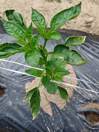 여규엽님의 고추 · 병해충상담 작성글 사진