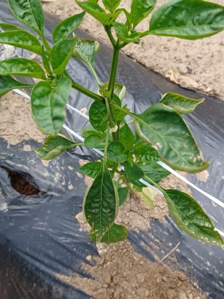 여규엽님의 고추 · 병해충상담 작성글 사진