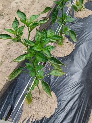 여규엽님의 고추 · 병해충상담 작성글 사진