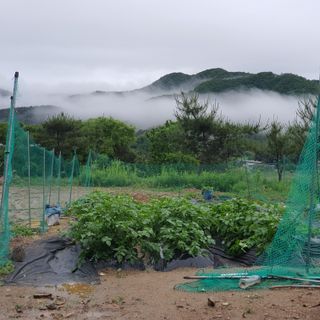 김인옥님의 금쪽같은 내 작물 자랑하기 · 참여 작성글 사진