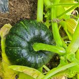 팜모닝 금쪽같은 내 작물 자랑하기·참여 게시글 이미지