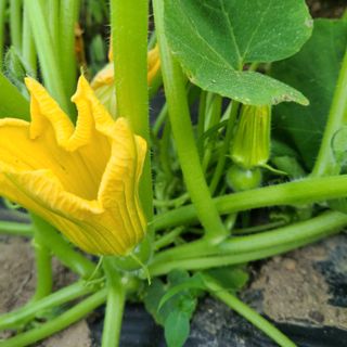 강옥만님의 금쪽같은 내 작물 자랑하기 · 참여 작성글 사진