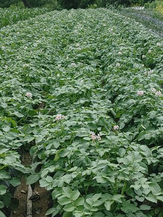 이연화님의 옥수수 · 자유게시판 작성글 사진