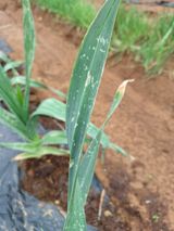 팜모닝 금쪽같은 내 작물 자랑하기·참여 게시글 이미지