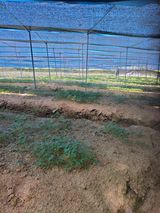 팜모닝 금쪽같은 내 작물 자랑하기·참여 게시글 이미지