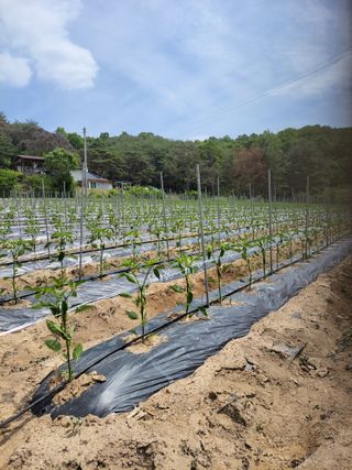 정지원님의 금쪽같은 내 작물 자랑하기 · 참여 작성글 사진