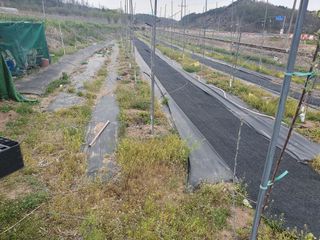 황정호님의 금쪽같은 내 작물 자랑하기 · 참여 작성글 사진