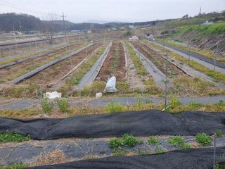황정호님의 금쪽같은 내 작물 자랑하기 · 참여 작성글 사진