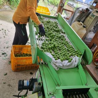 대봉매실 인생이막님의 금쪽같은 내 작물 자랑하기 · 참여 작성글 사진