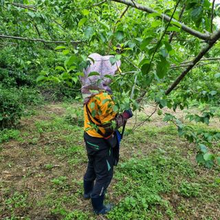 대봉매실 인생이막님의 금쪽같은 내 작물 자랑하기 · 참여 작성글 사진