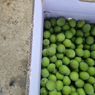 대봉매실 인생이막님의 금쪽같은 내 작물 자랑하기 · 참여 작성글 사진