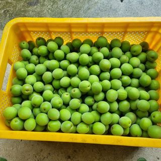 대봉매실 인생이막님의 금쪽같은 내 작물 자랑하기 · 참여 작성글 사진