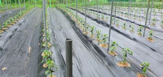 인동초재옥님의 고추 · 파종•정식 작성글 사진