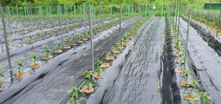 인동초재옥님의 고추 · 파종•정식 작성글 사진