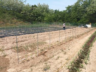 노유택 님의 고추 · 병해충상담 작성글 사진