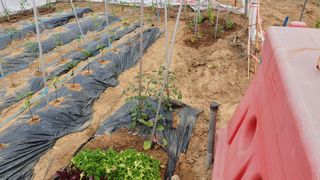 북삼갈메기정환님의 벼 · 자유게시판 작성글 사진