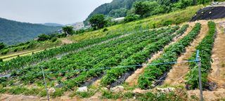 용기님의 금쪽같은 내 작물 자랑하기 · 참여 작성글 사진